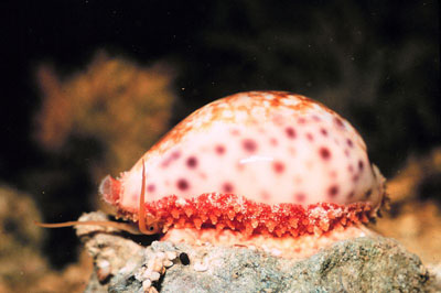 Cypraea chinensis