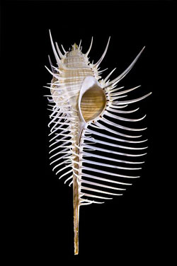 Murex pecten