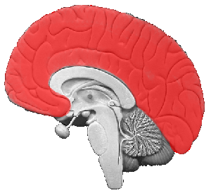 corteccia