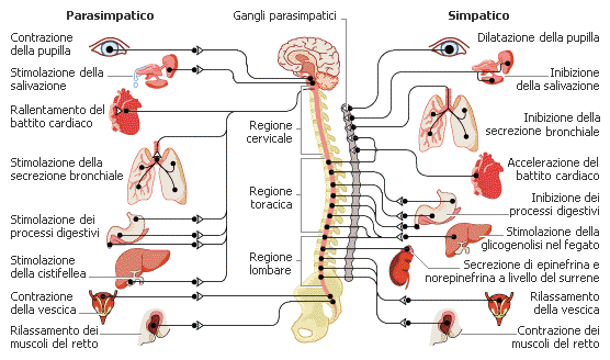 sistema nervoso autonomo