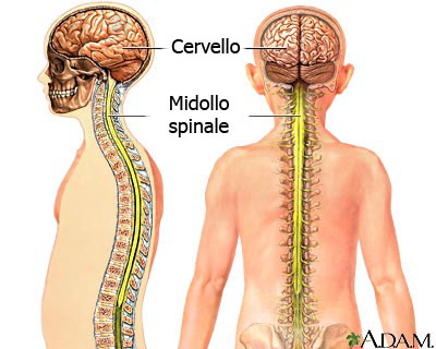 sistema nervoso centrale