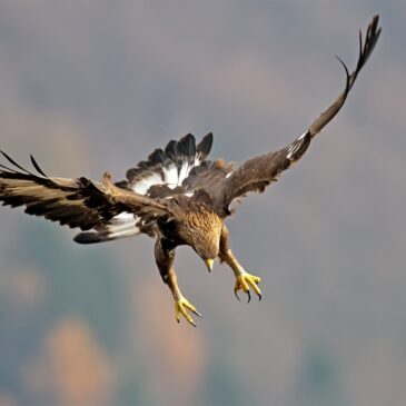 Falconiformes