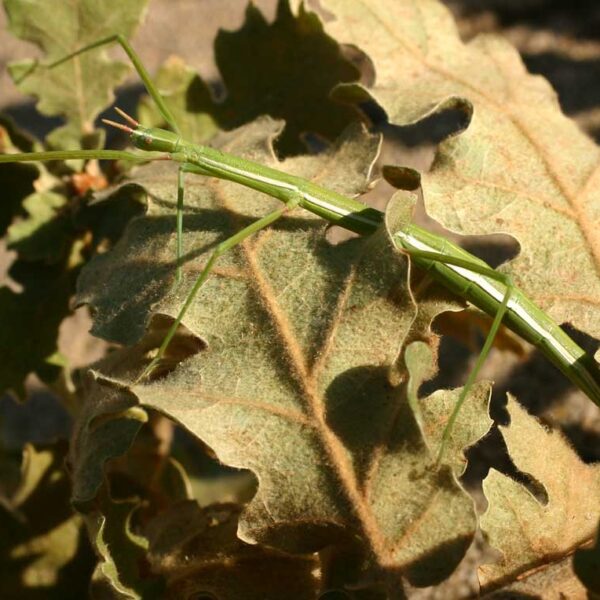 CLONOPSIS GALLICA