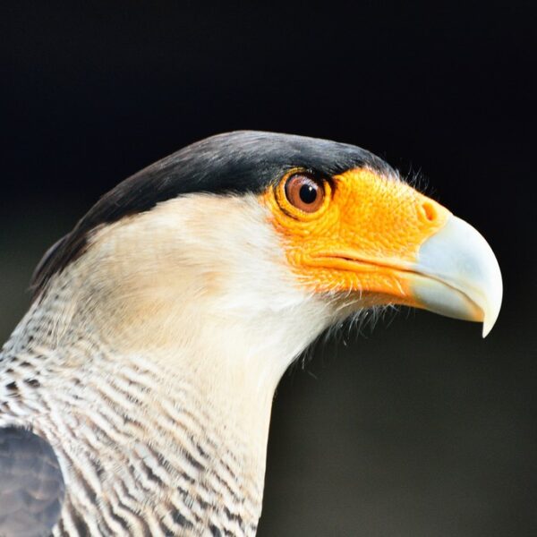 Caracara cheriway