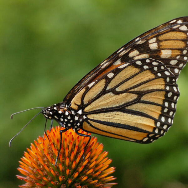 Danaus-plexippus-farfalla-monarca