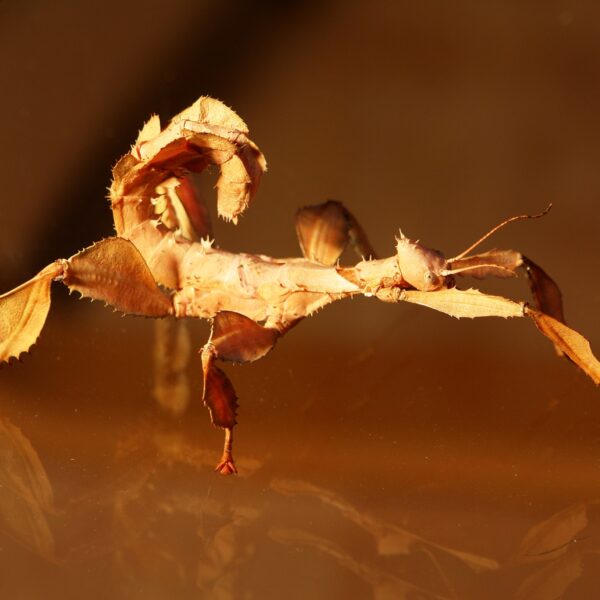 EXTATOSOMA TIARATUM