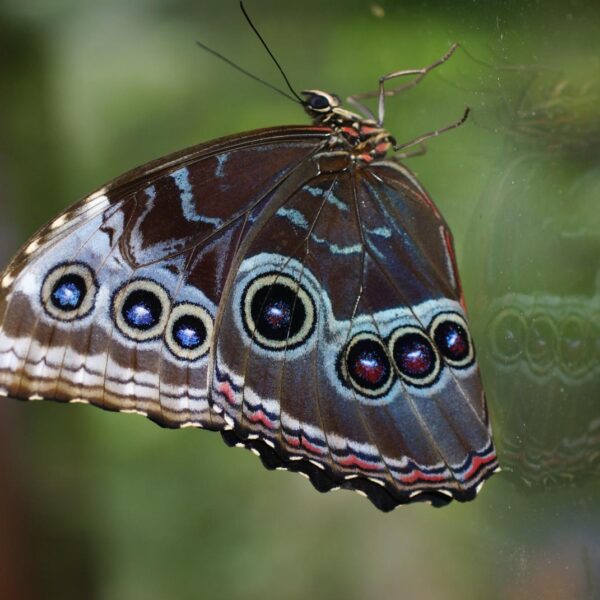 Morpho granadensis