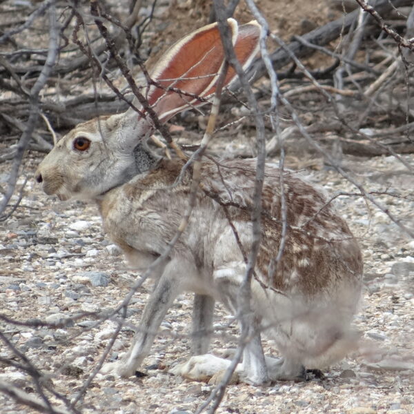 Lepus alleni - Lepre del deserto (Da Wikipedia)