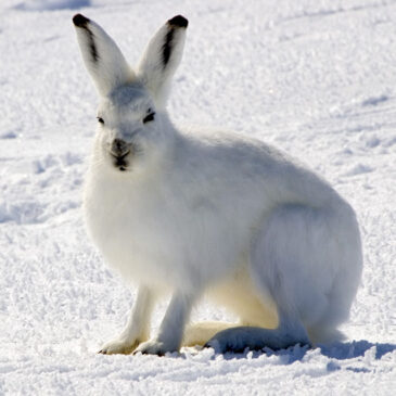 Lagomorpha