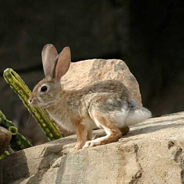 Lepus californicus (Da Wikipedia)