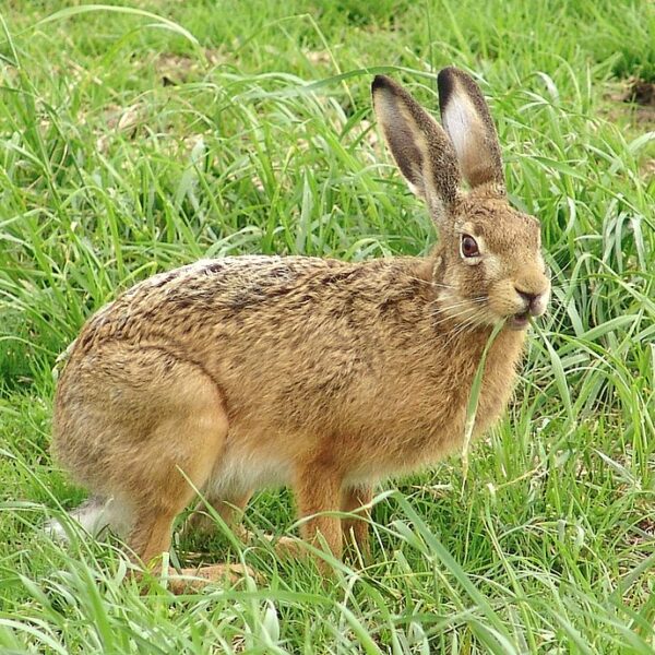 Lepus europaeus - Lepre europea (Da Wikipedia)