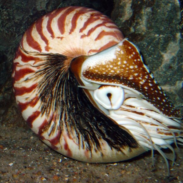 Nautilus pompilius (Da wikipedia)