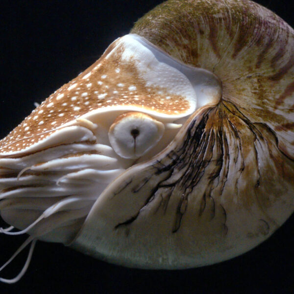 Nautilus pompilius (Da Wikimedia)