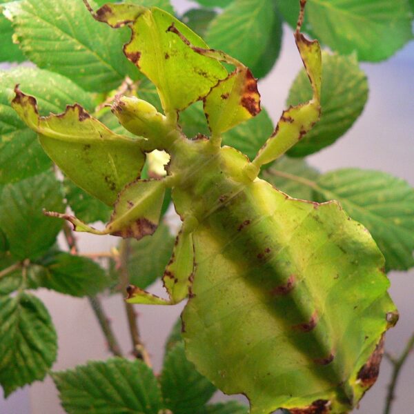 PHYLLIUM BIOCOLATUM