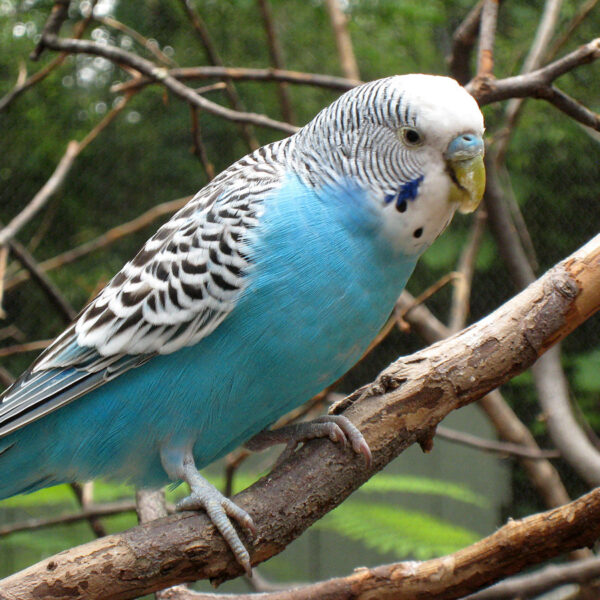 Melopsittacus undulatus